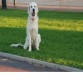 Preciosa hembra de Golden Retriever, como la gran mayoria son cariñosos e inteligentes.